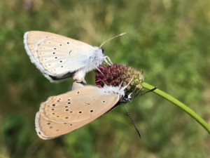 Logo Izrada stručne podloge za prijedlog Plana upravljanja livadnim plavcima (Phengaris teleius i Phengaris nausithous) s akcijskim planom (OPKK PUAP)