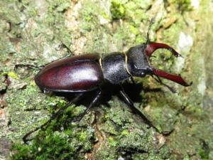 Logo of Monitoring jelenka (Lucanus cervus) u PP Lonjsko polje