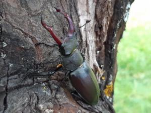Logo of Monitoring jelenka (Lucanus cervus) na području Istarske županije