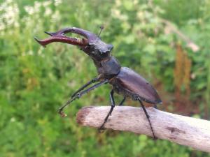 Logo of Monitoring jelenka (Lucanus cervus) na području Međimurske županije