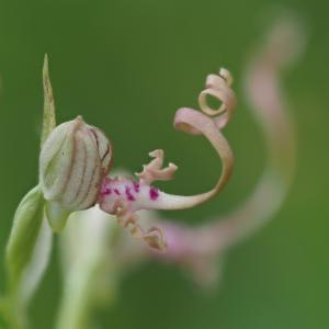 Logo of Jadranska kozonoška (Himantoglossum adriaticum H. Baumann) na Papuku